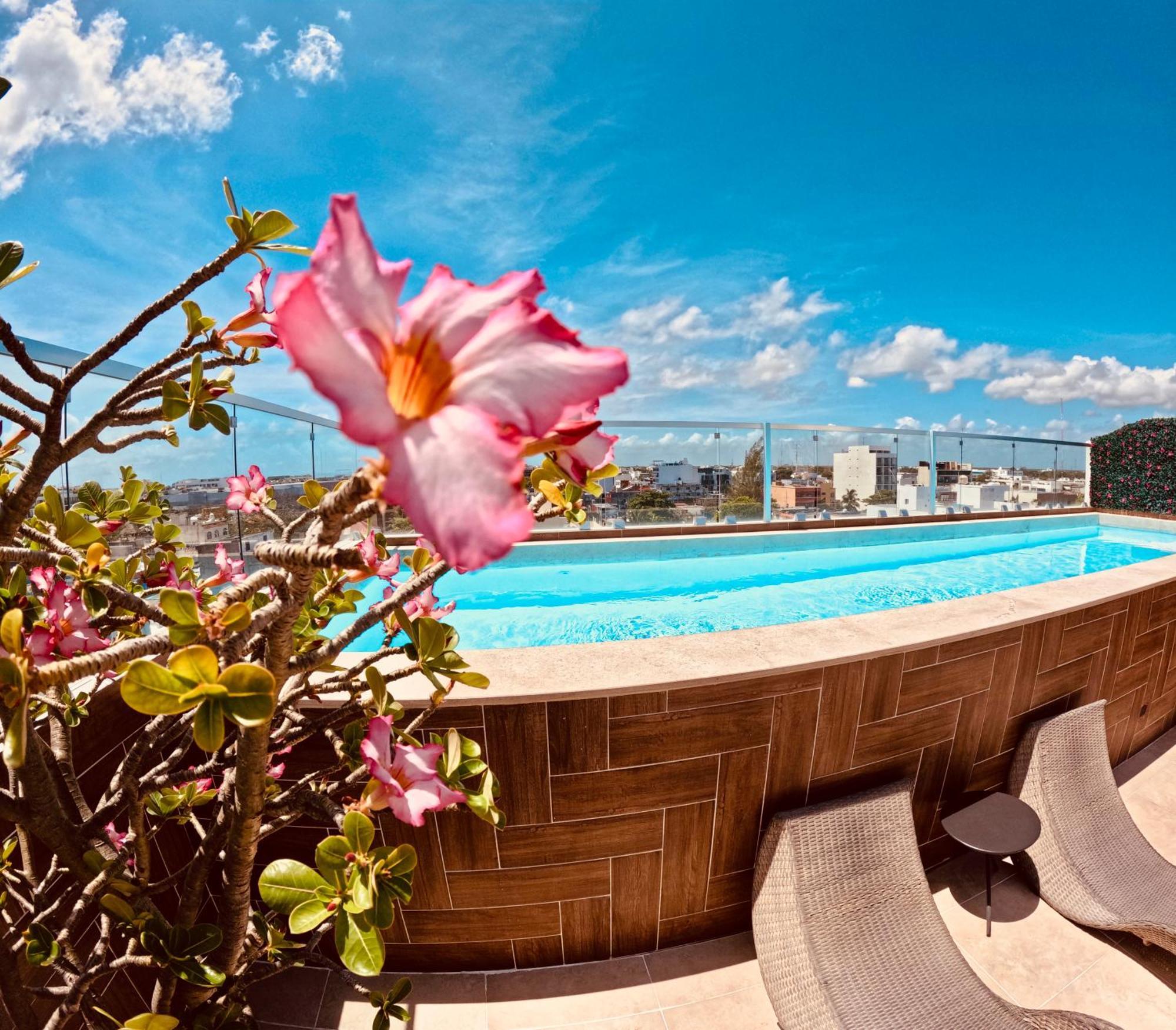 Studios With Roofpool In Vanessa 24 Playa del Carmen Exteriör bild